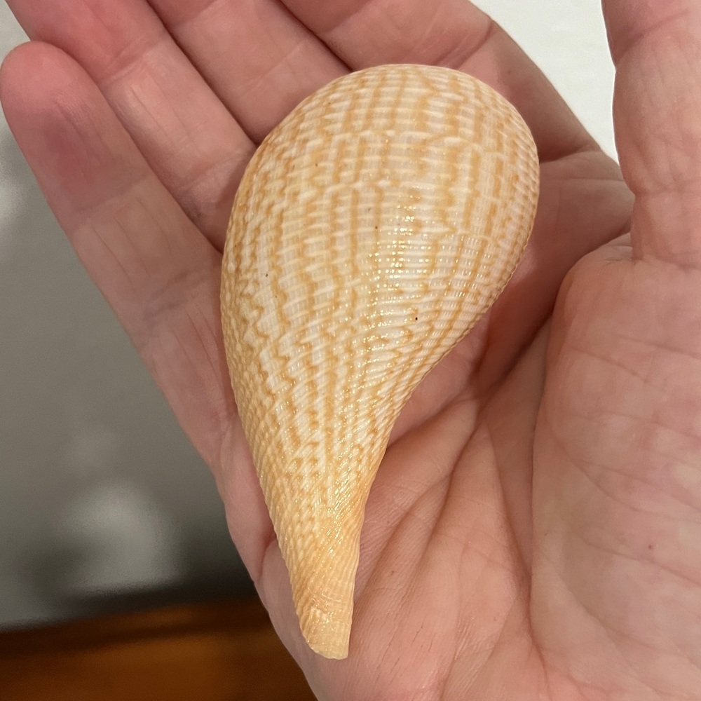 Fig Ficus gracillis Set of Six Gorgeous Patterns Seashell’s 3 -3.25 and inches